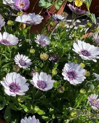 OSTEOSPERMUM 4D Violet Ice